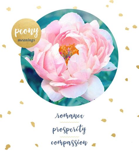 Peony Meaning And Symbolism Flower Meanings Peony Meaning
