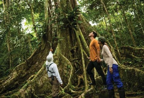 The Best Things To Do In The Amazon Rainforest Southamericatravel