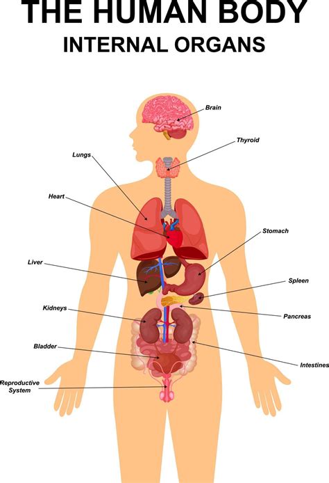 órgãos Internos Do Esquema De Cartaz Infográfico Plano Do Corpo Humano Com ícones Imagens