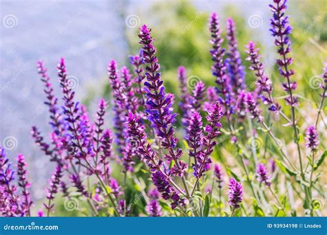 Salvia Purple Summer Flower Of Meadow Sage Plant Background Stock