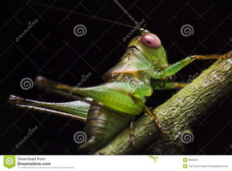 green cricket stock image image of plant entomology 9683341