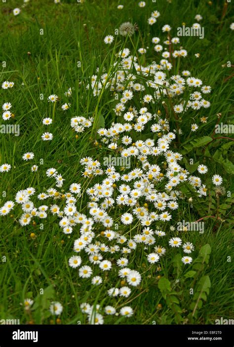 Large Cluster Of Wildflowers Small White Daisies Growing Among Stock