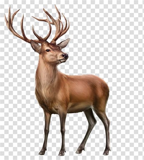 Santa Deer Reindeer Red Deer Whitetailed Deer Mule Deer Elk