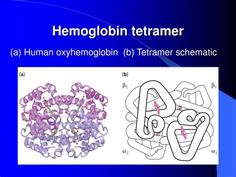 PPT Structures Of Myoglobin And Hemoglobin PowerPoint Presentation