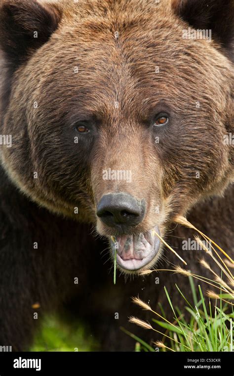 Extreme Close Up Of A Female Brown Bears Face At The Alaska Wildlife