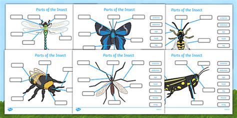 Parts Of An Insect Labelling Worksheets Insect Body Parts