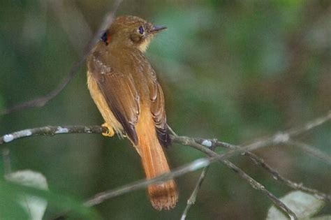 Atlantic Royal Flycatcher Onychorhynchus Swainsoni Onychorhynchus Coronatus