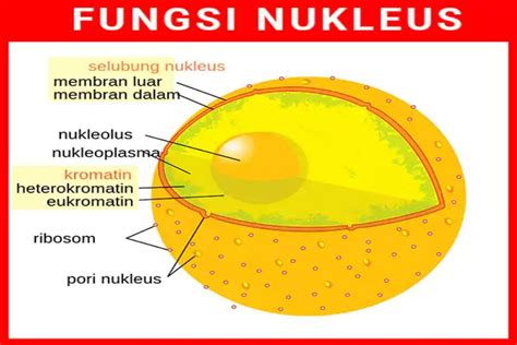 Fungsi Nukleoid Pada Bakteri Homecare