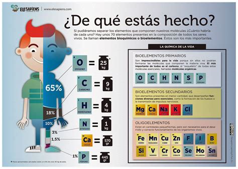 Esta Infografía Presenta Los Elementos Químicos Que Conforman El Cuerpo