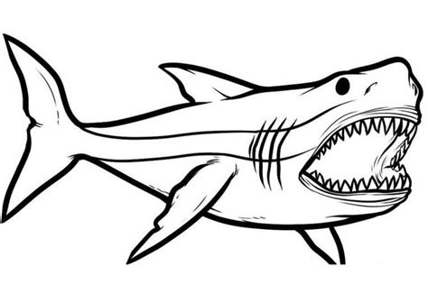 How To Draw A Shark For Kids Step By Step Tutorial Shark Drawing