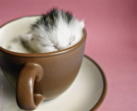 You Cant Digest These 50 Cute Animals In Cups
