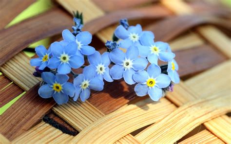 Nature Forget Me Not Hd Wallpaper