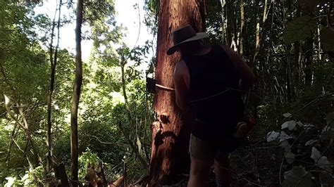 Felling A Tree With An Axe And Crosscut Saws Youtube