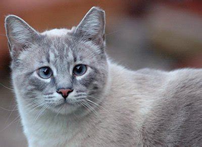 Another common factor of ear mite infestation is. Ear Tipping Cat Spay Neuter Identification | Kindness ...