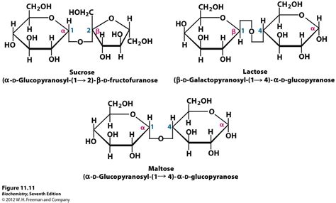 Sucrose Lactose Maltose Some Digestible Disaccharides In Food