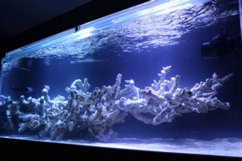 Floating Reef Reef Aquarium Aquarium Coral Aquarium