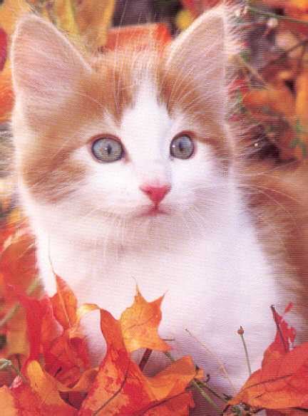 Beautiful Cats Images Beautiful Cool Wallpapers