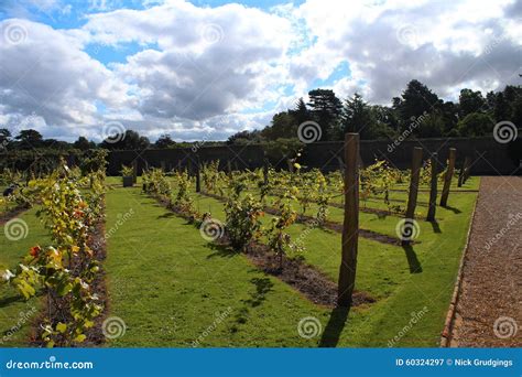 Vineyard Inside A British Walled Garden Stock Image Image Of Walled