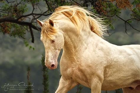 img_7738aa.jpg (750×500) | Caballos españoles, Yeguada, Pura raza española