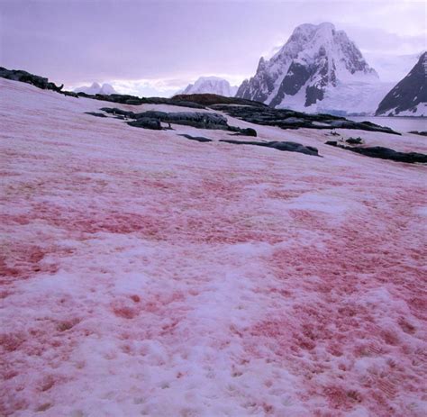 Blutschnee — (roter schnee, alpenrot), mit einem roten überzug bedeckter schnee, an stellen mit nie schmelzendem schnee sich bildender überzug, besteht aus mineralischem roten staub oder aus. Antibiotika: Neue Medizin, die aus dem Schnee kommt - WELT