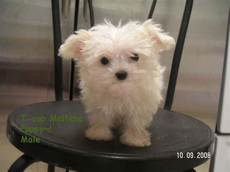 Cute Puppy Dogs Teacup Maltese Puppies