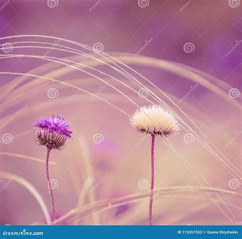 Delicate Steppe Wild Flowers Stock Photo Image Of Tender Bloom