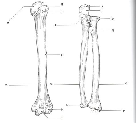 Labeled human forearm radius and ulna bone anatomy wall. Related image | Anatomy bones, Radius and ulna, Medical anatomy
