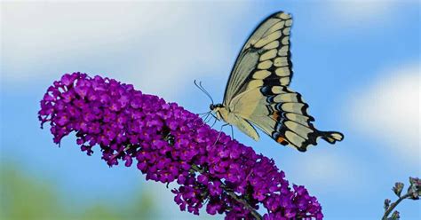 Planting flowers that attract butterflies, hummingbirds, and other pollinators are a beautiful and lasting way to enjoy nature. Best 6 Perennial Bushes to Attract Butterflies | Perennial ...