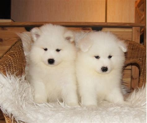 Samoyed Puppies For Sale New York Ny 295943 Petzlover