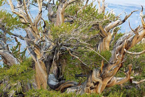 Usa California Inyo National Forest Bristlecone Pine Tree In Ancient