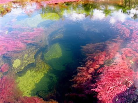 Make social videos in an instant: Caño cristales ...el Rio de los 7 colores- Colombia ...