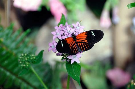Butterfly Jungle Flutters Into San Diego Zoo Safari Park