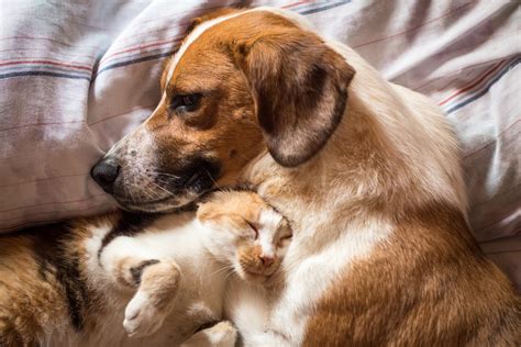 How To Socialize A Dog And Cat Canna Pet