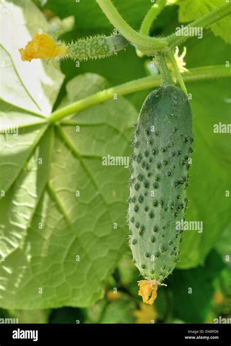 Three Cucumbers Growing On The Rod And Sun Patch On The Leaf Stock