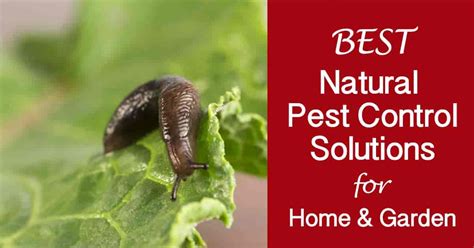 Our Best Natural Pest Control Solutions For The Home And Garden