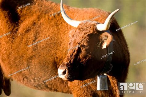 Pyrenean Brown Breed Cows Bos Taurus Stock Photo Picture And Rights