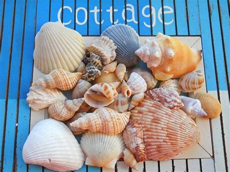 Ocean Seashells Lot Of 40 Nautical Coastal By Beachhousetreasures