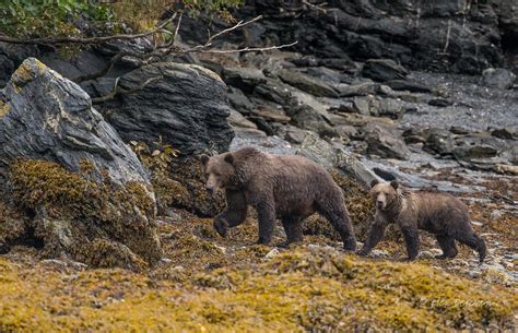 Mother And Child From The Archives Kodiak Brown Bears Ko Flickr