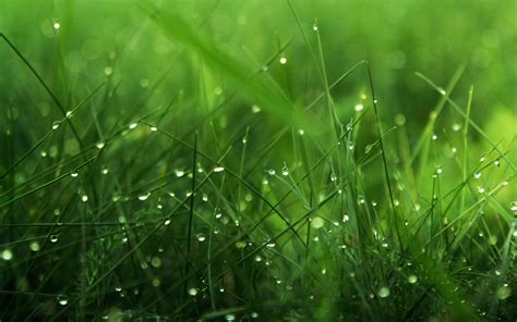 Free Download Green Nature Wallpaper Sf Wallpaper 1920x1200 For