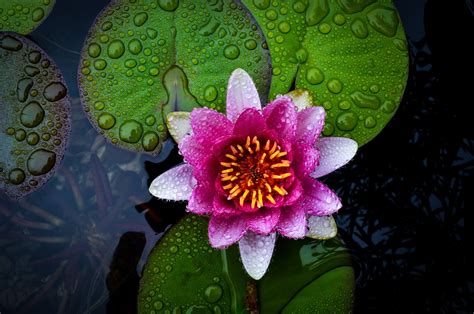 59 Lily Pad Wallpaper On Wallpapersafari