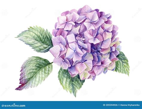 Pink Hydrangea Flowers Watercolor Botanical Painting Stock Photo