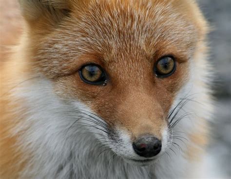 Fox Close Up A Photo On Flickriver