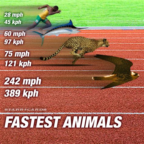 Worlds Fastest Animals Easily Outrace Usain Bolt In 100 Meter Dash