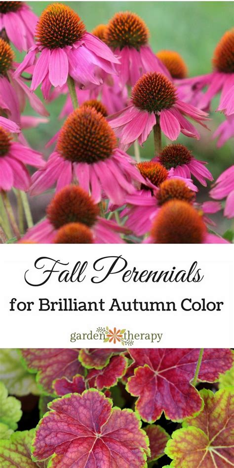Grow These Fall Perennials For Brilliant Autumn Color