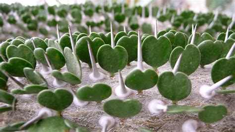 If your soil is workable, the seeds can go right in the ground. Grow Your Heart! Heart-Shaped Plants & Flowers for ...