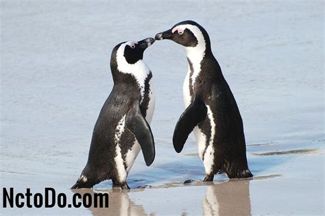 15 Datos interesantes de los pingüinos trivia de aves Comida 2023