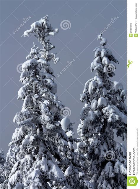 Snow Covered Evergreen Trees Abstract At Snoqualme Pass Washington