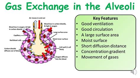 A Level And Gcse Biology Alveoli Gas Exchange And Practice Exam Question