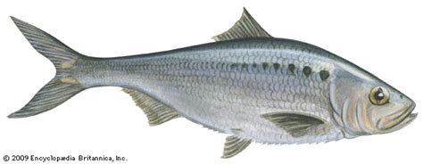 Shad | fish, Clupeidae family | Britannica.com