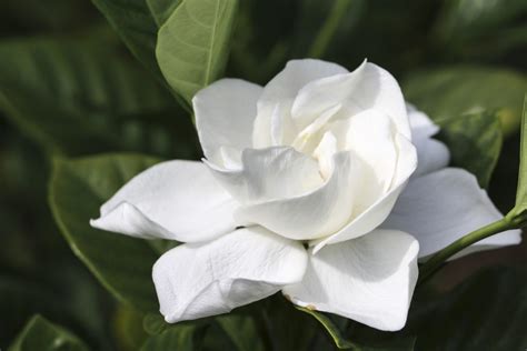 Najpiękniejsze Perfumy O Zapachu Białych Kwiatów Kreatywnapl